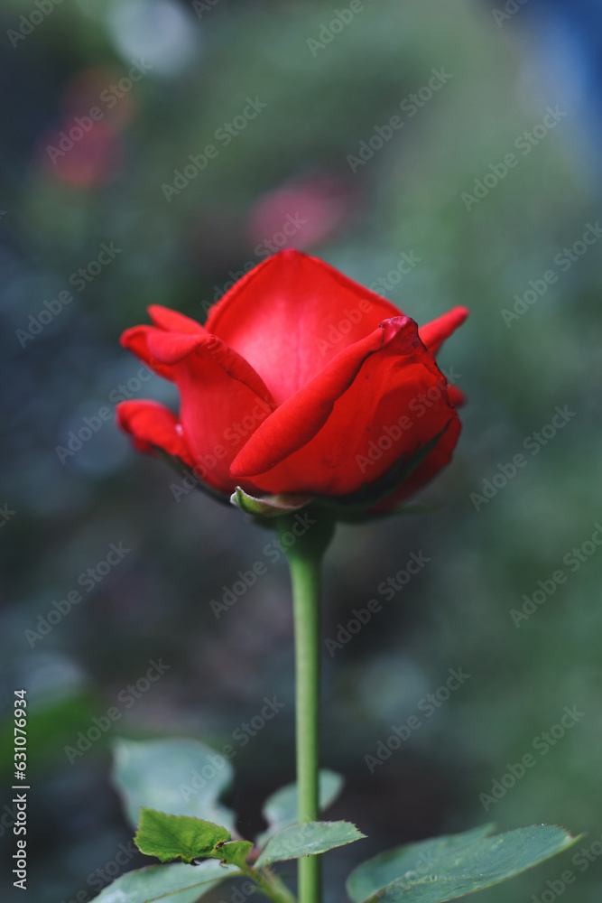 red rose on a green background red rose on a green background