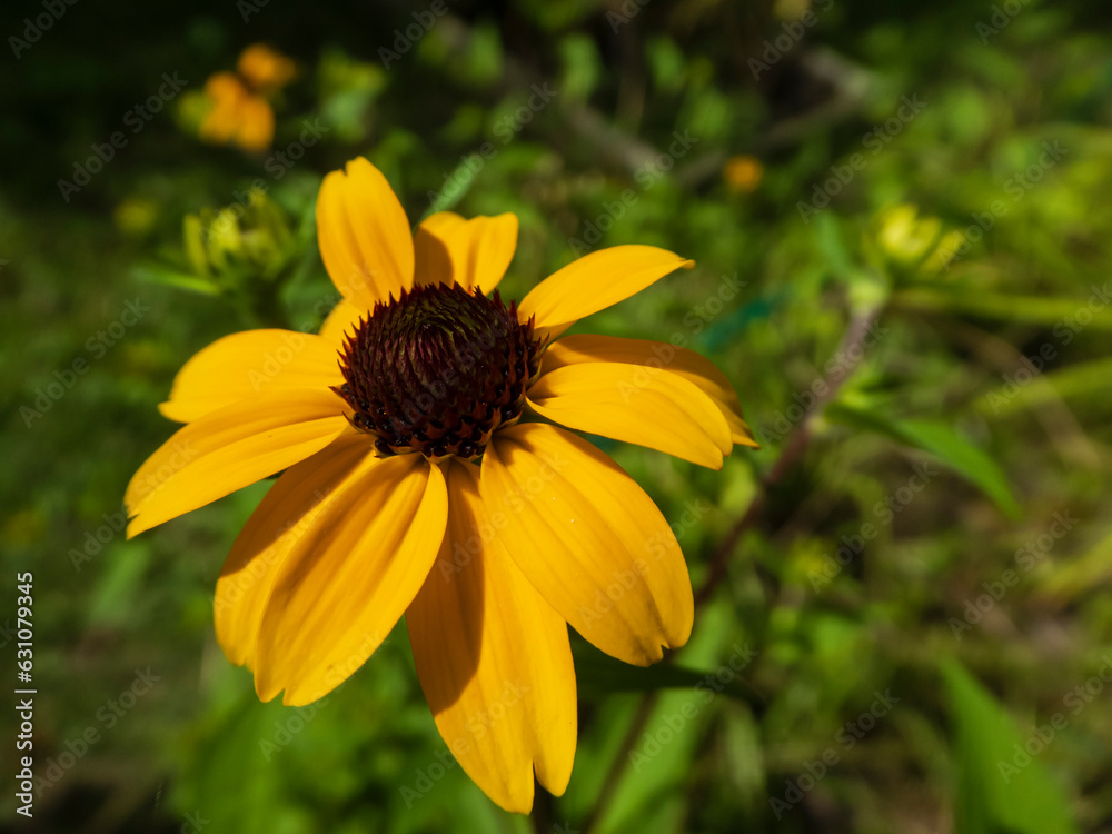yellow flower in the garden yellow flower in the garden