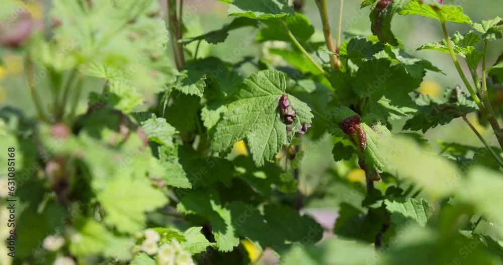 currant bush with green foliage and flowers currant bush with green foliage and flowers
