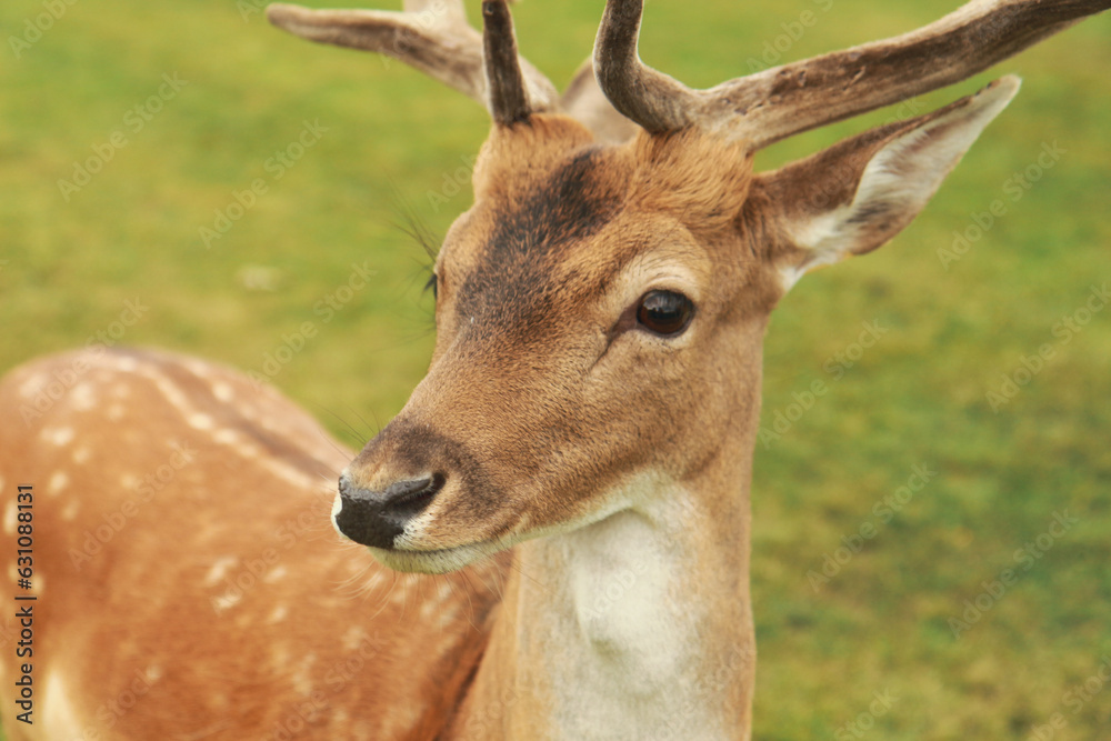 deer deer