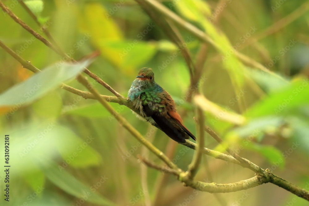 Fototapeta premium Colorful Hummingbird Kolibri in Costa Rica, Central America