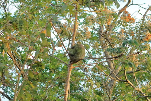 Cute sloth hanging on tree branch with funny face look, portrait of wild animal in the Rainforest of Costa Rica, Bradypus variegatus, brown-throated three-toed sloth photo