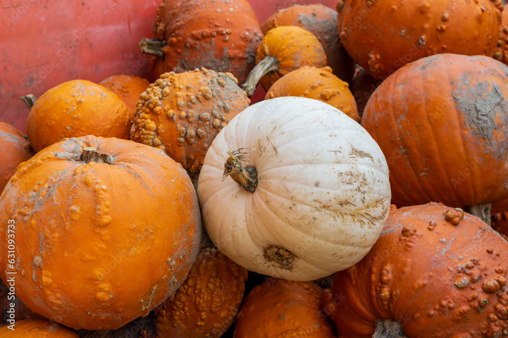 Autumn harvest showcasing a white pumpkin. Autumn harvest showcasing a white pumpkin.