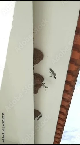 Andorinhas saindo dos ninhos em câmara lenta.  photo