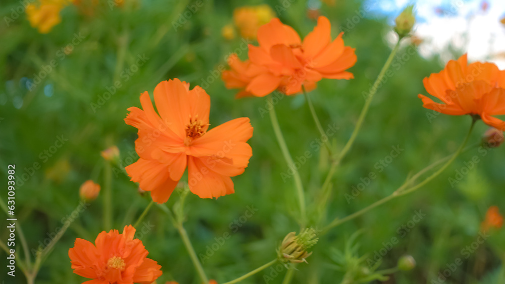 Blooming Garden Cosmos in Meadow: Close-up of Freshness and Fragility. Blossoming flower head in meadow; fragility, freshness, and vibrant orange petals. Blooming Garden Cosmos in Meadow: Close-up of Freshness and Fragility. Blossoming flower head in meadow; fragility, freshness, and vibrant orange petals.