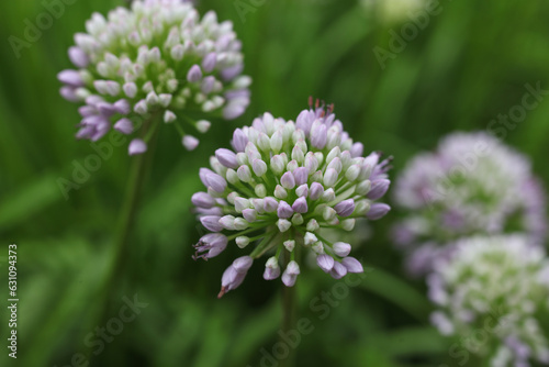 Allium senescens, commonly called aging chive blooming plant in the summer garden 