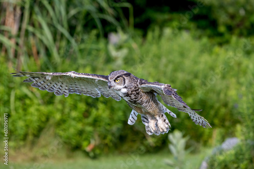 Great horned Owl on approch