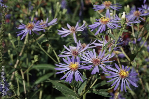 Wallpaper Mural Group of blue asters lit by the sun on the herbal background Torontodigital.ca