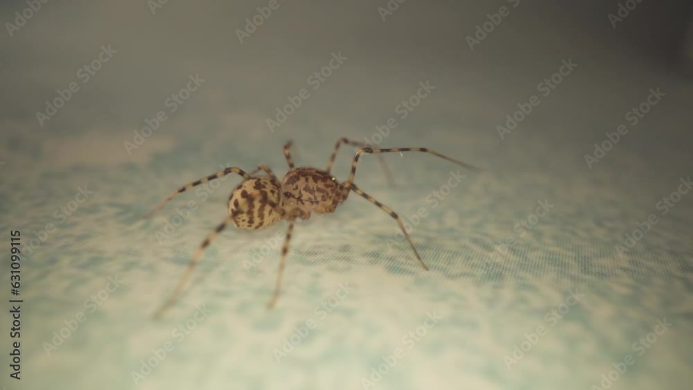 Macro of the walking spider Macro of the walking spider