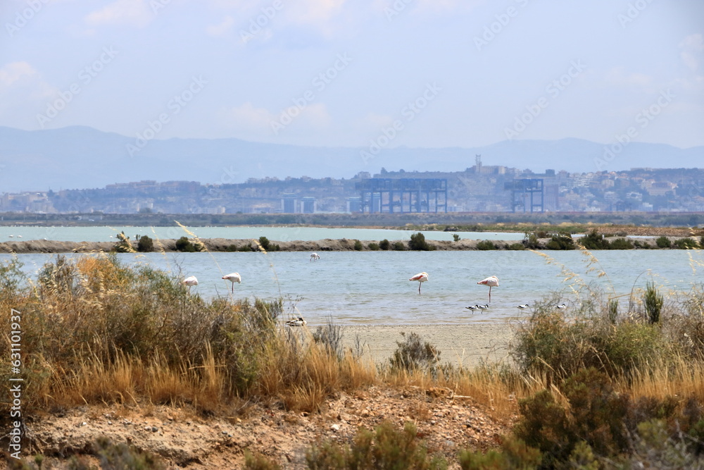 Pink flamingos and other birds walk in the water of the Mediterranean sea on the island of Sardinia, Italy. Behind them is the town of Cagliari