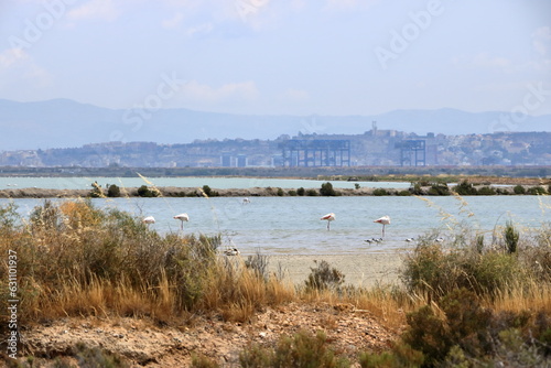 Pink flamingos and other birds walk in the water of the Mediterranean sea on the island of Sardinia, Italy. Behind them is the town of Cagliari