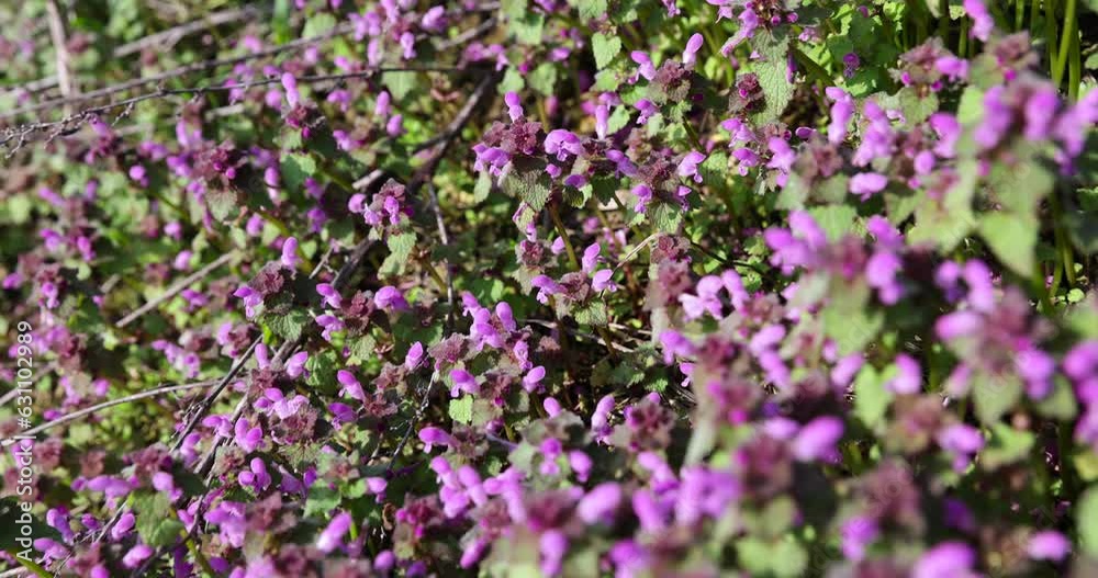 small pink and purple flowers in the field small pink and purple flowers in the field