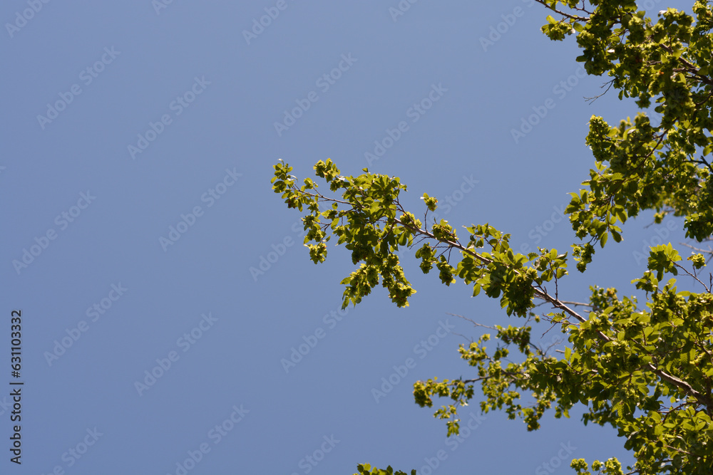 Oriental hornbeam branch with leaves against blue sky Oriental hornbeam branch with leaves against blue sky