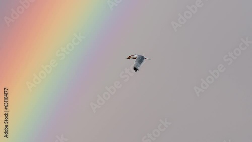 A seagull flies past a rainbow high in the sky. Slow motion. Expectation of rain and thunderstorms. A bird flies in the sky. High quality 4k footage