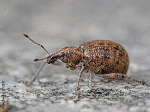 Brwon weevil on natural stone