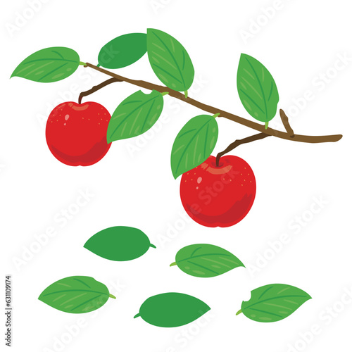 枝付きのりんご