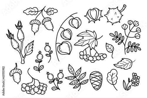 Collection autumn leaves, berries, seasonal forest fruits and plant. Vector illustration. Isolated outline hand drawing doodle.