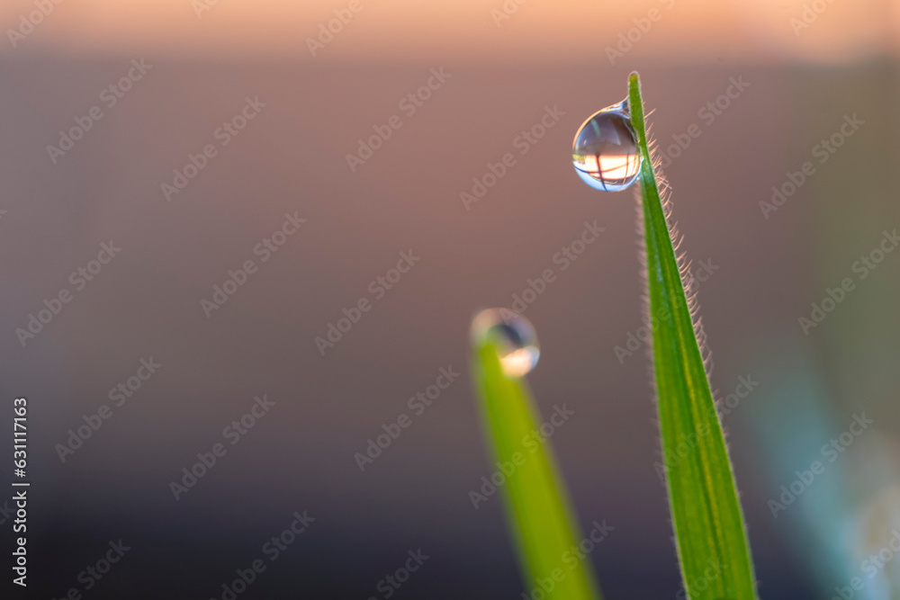 A close-up of a spectacular and isolated drop of water, transparent sphere, on a green leaf of a wild plant. Horizontal image with blurred natural background. Nature macro photography with copy space. A close-up of a spectacular and isolated drop of water, transparent sphere, on a green leaf of a wild plant. Horizontal image with blurred natural background. Nature macro photography with copy space.