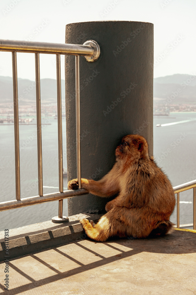 Magoty gibraltarskie, wolno żyjące małpy mieszkające na Skale Gibraltarskiej.
