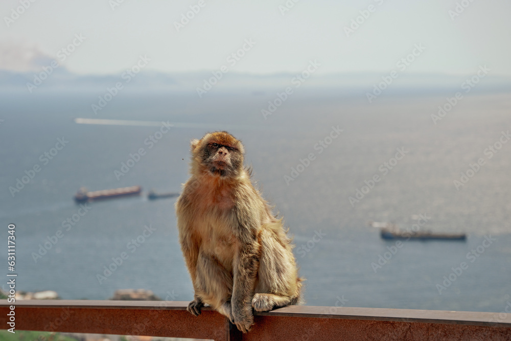 Magoty gibraltarskie, wolno żyjące małpy mieszkające na Skale Gibraltarskiej.