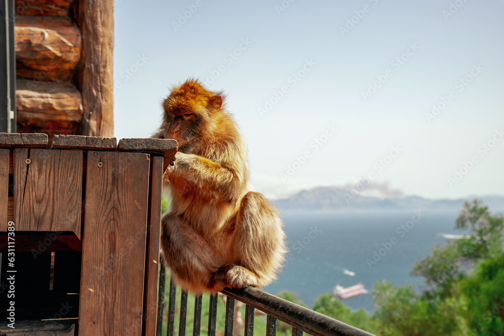 Magoty gibraltarskie, wolno żyjące małpy mieszkające na Skale Gibraltarskiej.
