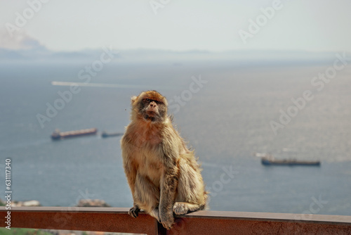 Magoty gibraltarskie, wolno żyjące małpy mieszkające na Skale Gibraltarskiej.  © Aneta
