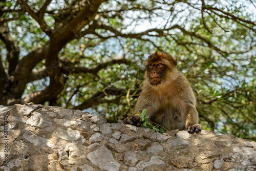 Obraz na płótnie Magoty gibraltarskie, wolno żyjące małpy mieszkające na Skale Gibraltarskiej. w salonie