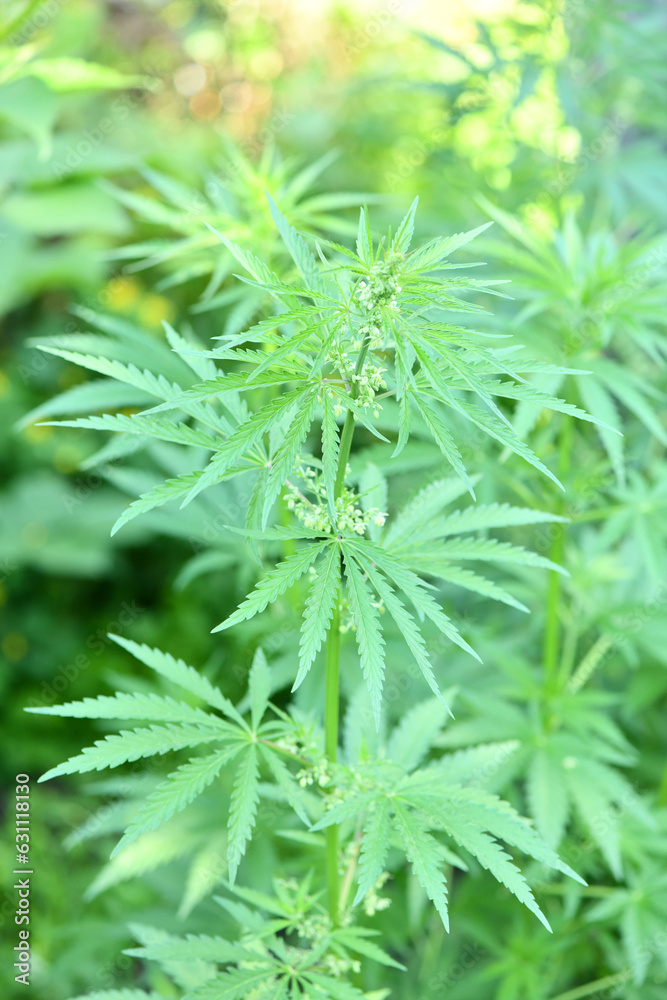 Young stems of cannabis with flowers. High resolution photo.