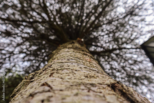 trunk of a tree