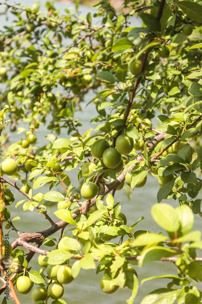 green olives on tree green olives on tree