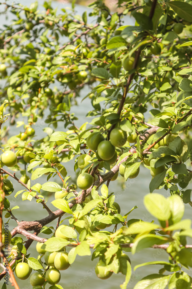 green olives on tree