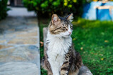 cute grown up cat, fluffy fur, sitting in the house garden, gray and white animal