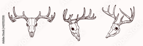 deer head skull vector sketch illustration
