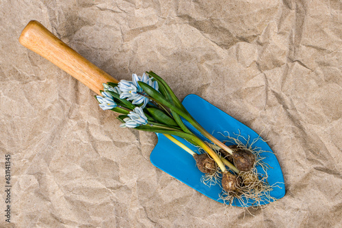 Scílla seedlings and a small blue garden shovel. Planting Scilla in spring. Bulb, stem, leaves and flowers of Scilla. Scílla seedlings and a garden shovel on crumpled brown paper background.