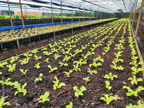 rows of vegetables in a greenhouse