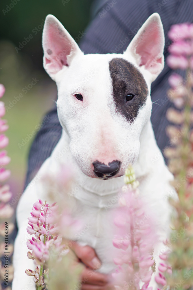 The portrait of a serious white with a brown patch Bull Terrier dog posing outdoors in pink lupine flowers in summer