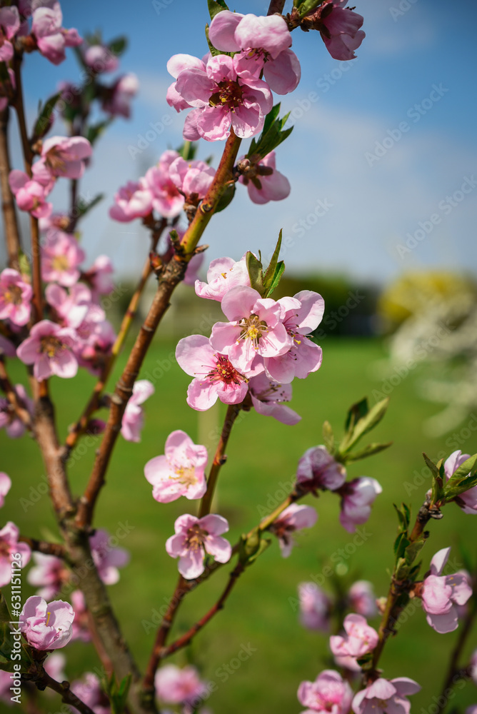 peach blossom in spring, close-up of pink flowers