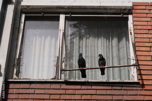 pigeons standing on the window frame