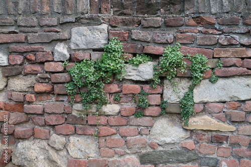 old brick wall with ivy