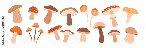 A set of different types of mushrooms on a white background