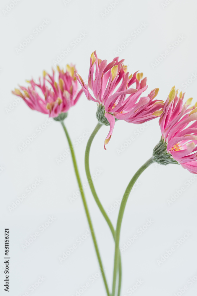 Pink gerber flowers bouquet on white background. Minimal stylish still life floral composition