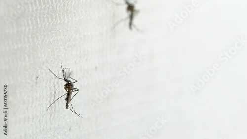 Aedes aegypti Mosquito on white mosquito wire mesh photo