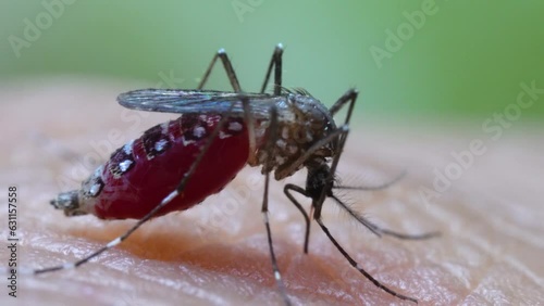 Aedes aegypti Mosquito. Close up a Mosquito sucking human blood,