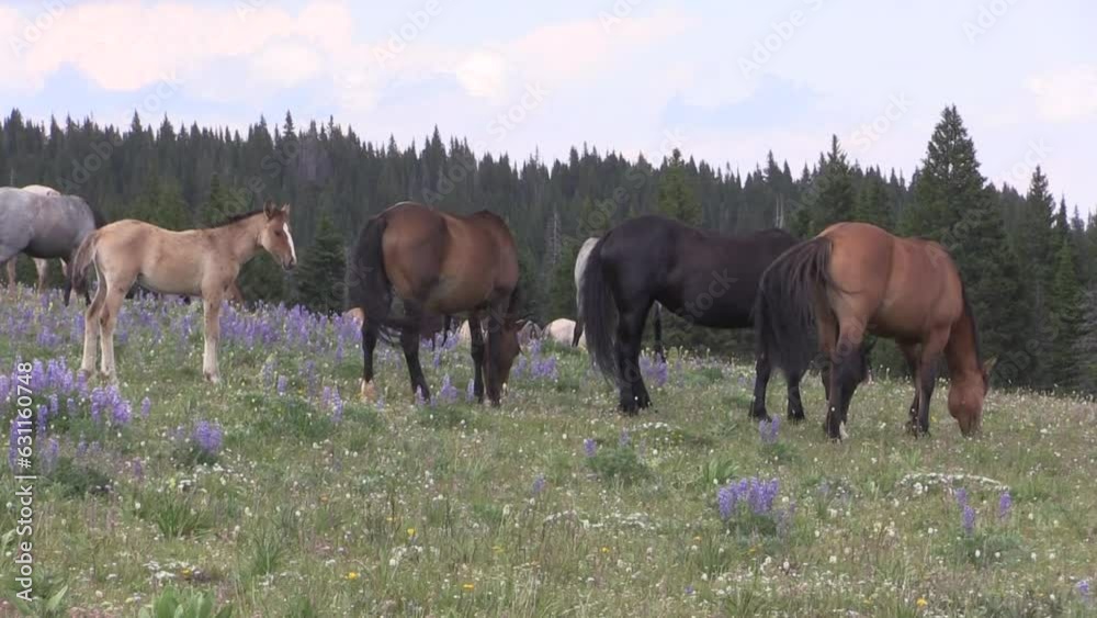 Wild Horses in the Pryor Mountains Montana in Summer Wild Horses in the Pryor Mountains Montana in Summer