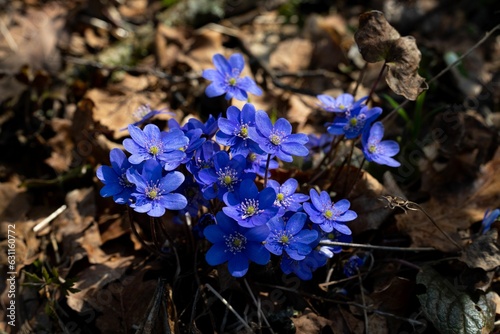 Vibrant shot of blue Hepatica nobilis wildflowers in a lush forest setting