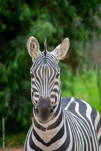 Close up of a Zebra at the Zoo.