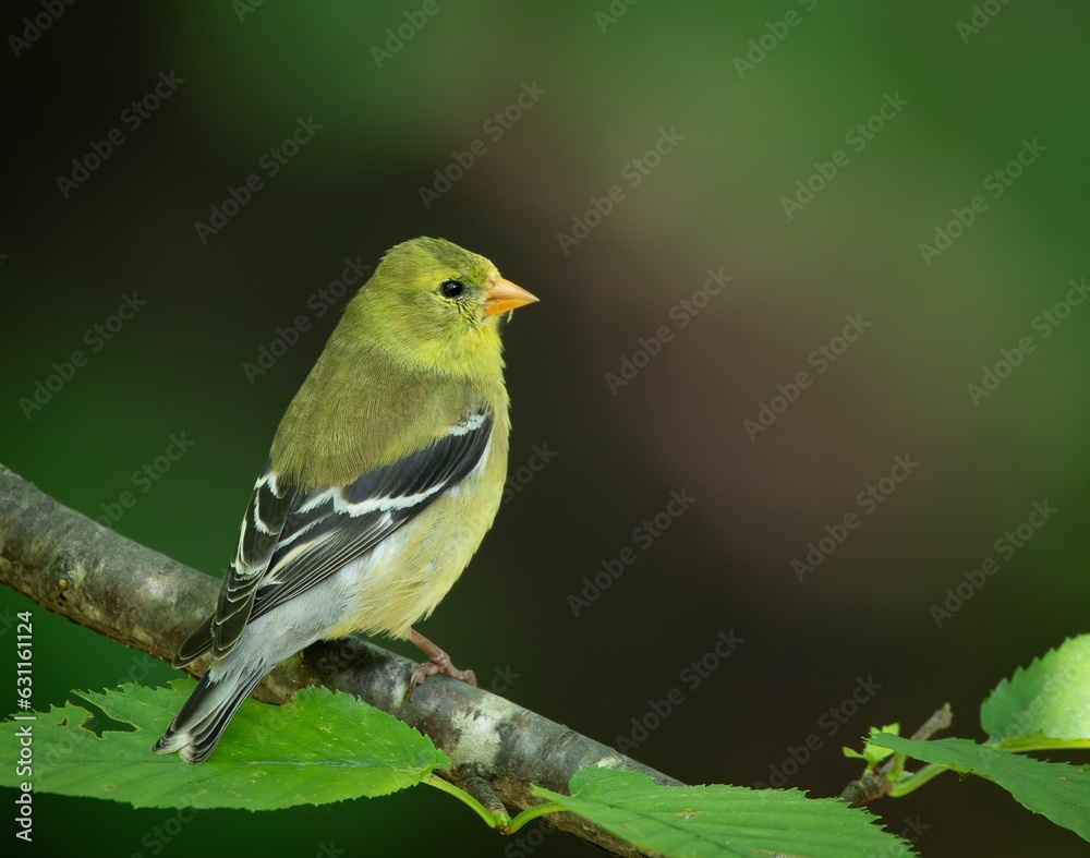 Goldfinch bird perched on a solitary tree branch against a vibrant green leafy backdrop Goldfinch bird perched on a solitary tree branch against a vibrant green leafy backdrop