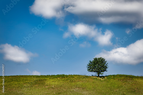 Tree at Schleswig