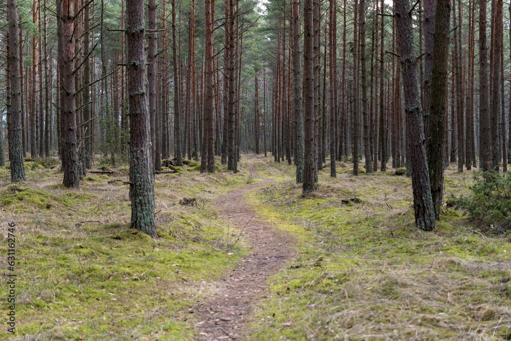 Fototapeta premium Walkway in a forest covered in greenery in the daylight