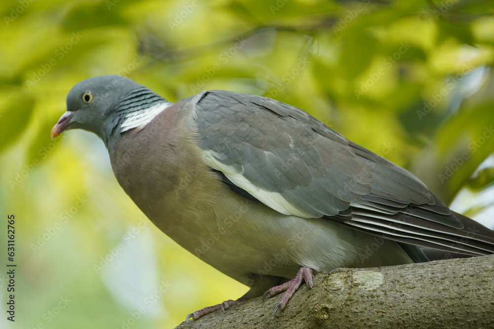 The Common Wood Pigeon (Columba palumbus) is a member of the dove and pigeons family Columbidae. The Common Wood Pigeon (Columba palumbus) is a member of the dove and pigeons family Columbidae.
